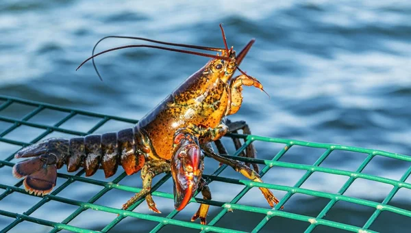 Live lobster standing on top of green lobster trap