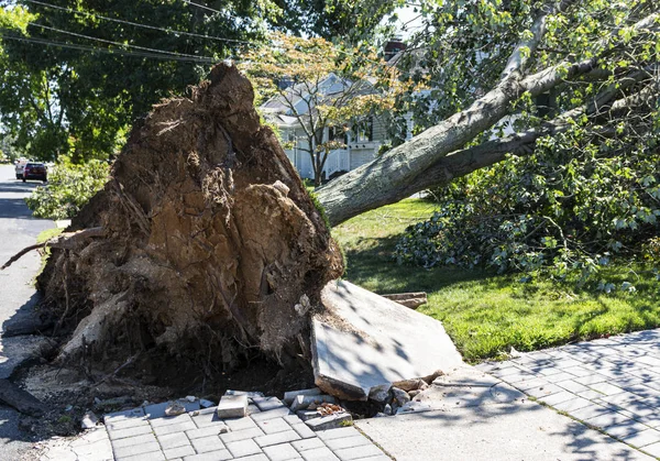 Camino de entrada roto cuando el árbol cae de la tormenta — Foto de Stock