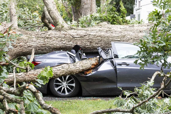 Car crushed by tree during hurricane