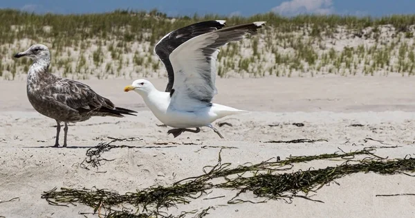 Seagull börjar flyga av sanden med sanddyner i bakgrunden — Stockfoto