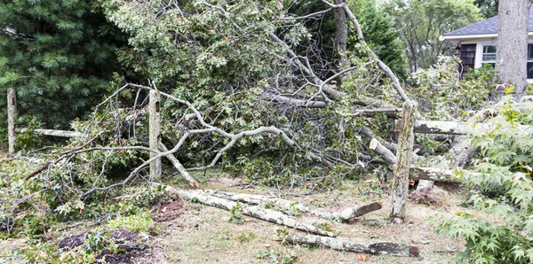 Los árboles caen a la valla en el patio delantero durante la tormenta — Foto de Stock