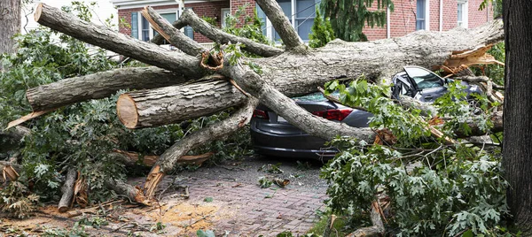 Árbol aterriza en coche durante tormenta en Long Island — Foto de Stock