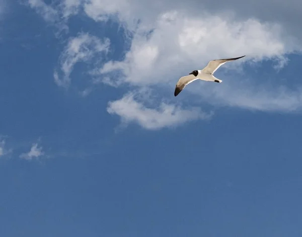 Pássaro Tern comum voando com nuvens pequenas e pegajosas azuis acima — Fotografia de Stock