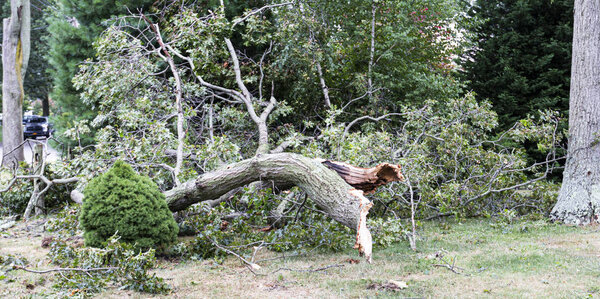 Aftermath of trees toppled over by summer storm