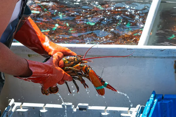 一名渔民在从海里捕捞了一天后 正在对缅因州的活龙虾进行分类 — 图库照片