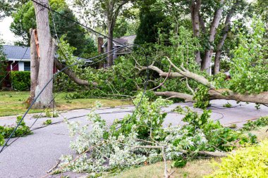 New York 'taki Babylon Village' daki Tropikal Fırtına Isaias 'ın elektrik ve kablo kablolarını deviren ağaçlar ikiye ayrıldı..