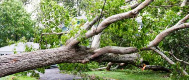 Tree carshes to the ground from tropical storm Isaias and is covering a driveway and balancing on the electric wire. clipart