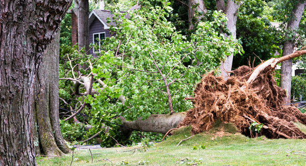 A tree is blown down during tropical storm Isaias knocking down electric and cable wires and tearing up the lawn.in Babylon Village New York.