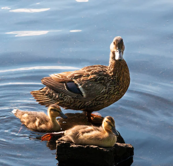 Dişi Bir Yaban Ördeği Bir Kayanın Üzerinde Duruyor Southards Pond — Stok fotoğraf