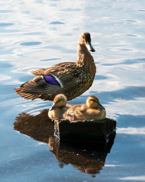 Dua Bayi Bebek Mallard Duduk Atas Batu Bawah Sinar Matahari — Stok Foto