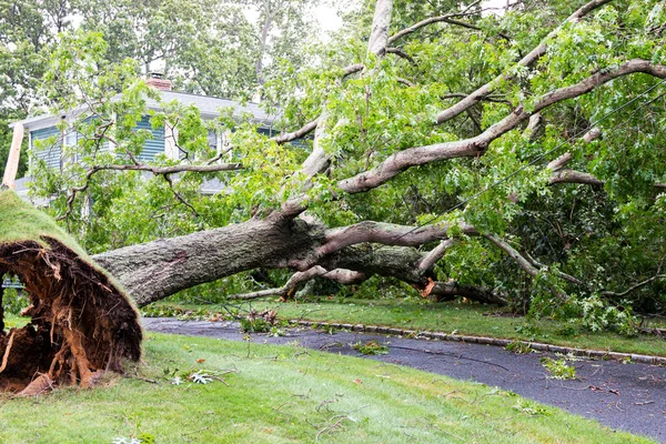 Árbol Vecinos Derribado Por Tormenta Tropical Isaías Cayendo Sobre Una — Foto de Stock