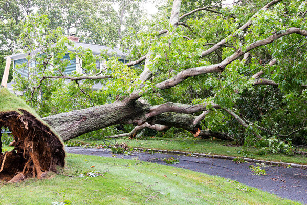 A neighbors tree gets blown down by Tropical Storm Isaias falling on to a house and over the driveway also taken doen the power lines.