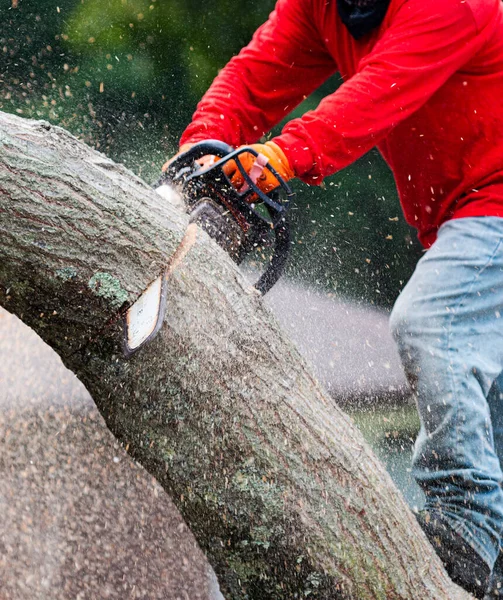 Paesaggista Sta Tagliando Albero Con Una Motosega Con Polvere Sega — Foto Stock