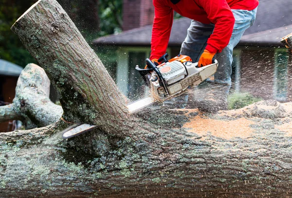 Paesaggista Piedi Albero Che Terra Tagliandolo Pezzi Con Una Motosega — Foto Stock