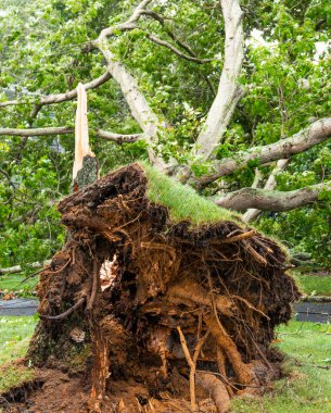 Long Island New York 'ta tropik bir fırtına sırasında devrilmiş kökleri sökülmüş bir ağacın dibi..
