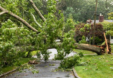 Long Island New York 'ta bir yerleşim yerindeki garaj yolunda kablo ve elektrik kablolarını alarak ağaç yere çakılıyor..