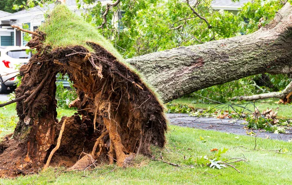 Acercamiento Del Fondo Árbol Que Fue Volado Durante Una Tormenta — Foto de Stock