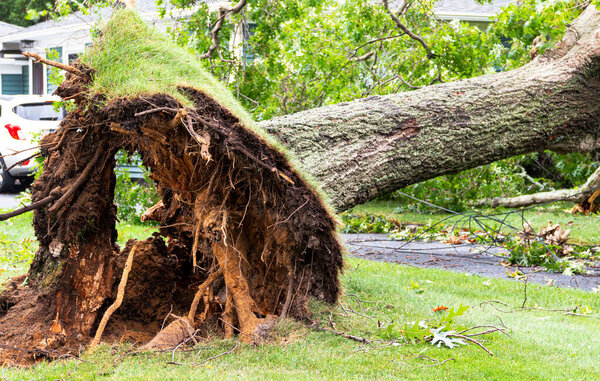 Close up of the bottom of a tree that was blown over during a tripical storm with the roots high in the air.