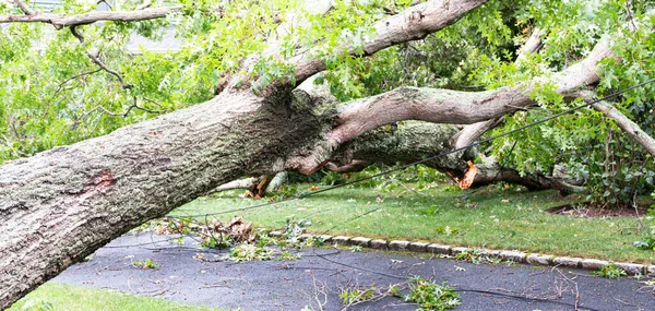 Gran Árbol Que Yace Través Camino Residencial Con Cables Eléctricos — Foto de Stock