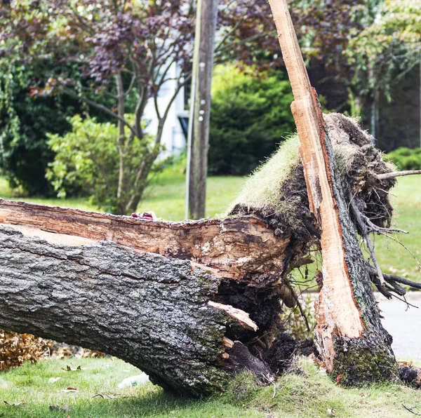 아일랜드 열대성 폭풍우가 몰아친 나무줄기가 — 스톡 사진