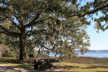 Tarihi Stephen Elliott Park Beaufort Güney Carolina 'da İspanyol yosunlarıyla dolu canlı meşe ağacının altında.
