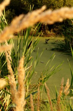                         çayır zemin üzerine sarı çim       