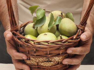 Erkeklerin elleri armutile bir sepet tutun