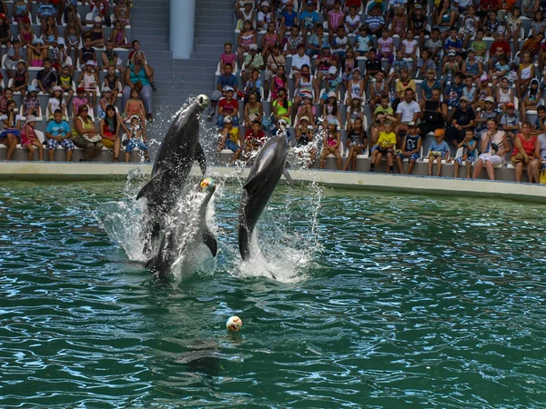 Евпатория, Украина. 07. 07 726. 2013 год. Шоу для детей с дельфинами и людьми в дельфинарии — стоковое фото