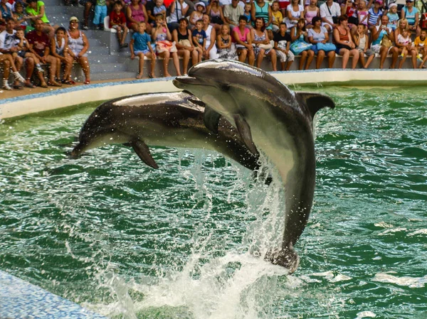 Spectacle pour les enfants avec des dauphins et les personnes dans le dauphinarium — Photo