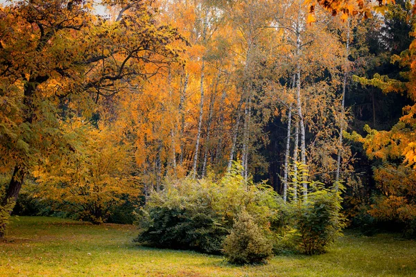 Árvores na floresta de outono com folhas amarelas — Fotografia de Stock