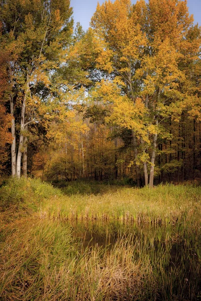 Floresta lago no fundo da floresta de outono — Fotografia de Stock