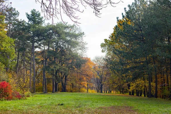 Glade com grama verde em um fundo de floresta de outono — Fotografia de Stock