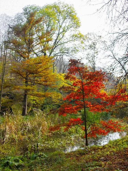 Floresta lago no fundo da floresta de outono — Fotografia de Stock