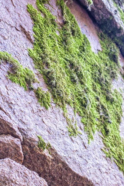 Montagna di pietra nella foresta autunnale con foglie cadute — Foto Stock