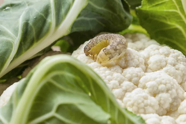 Cabbage caterpillar crawls on cauliflower with green leaves — Stock Photo, Image