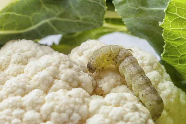 Cabbage caterpillar crawls on cauliflower with green leaves — Stock Photo, Image