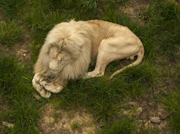 Bílý Lev leží na trávě v zoo — Stock fotografie