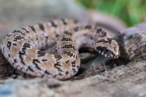 Genç bir gece engereği.