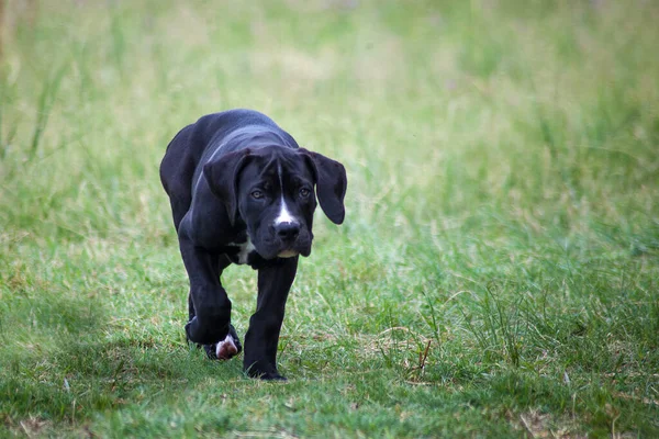 Çimenlerde yürüyen sevimli genç bir köpek.
