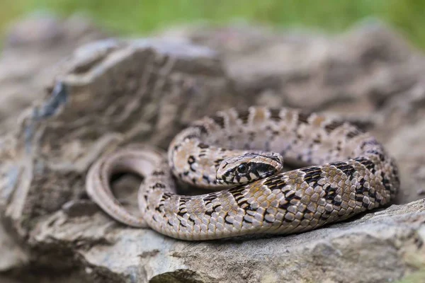 Bir kayanın üzerinde güneşlenen bir çocuk Gece Yılan 'ı
