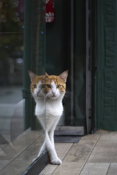 Två Färgade Katt Och Reflektion — Stockfoto