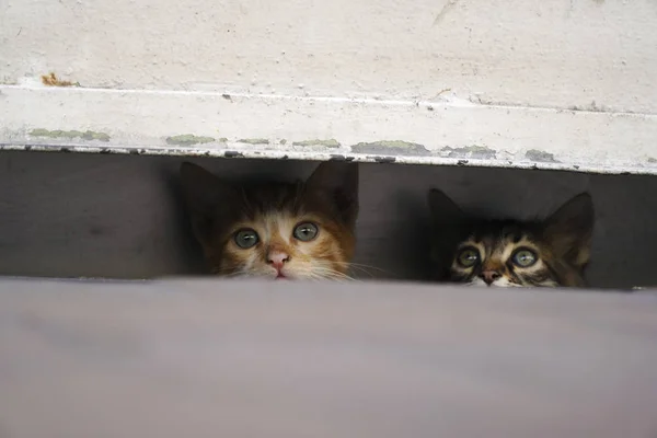 포장도로에 숨어있는 호기심 고양이 — 스톡 사진