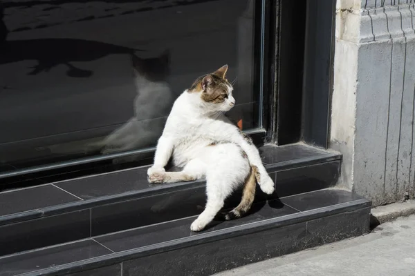 거리의 왕처럼 재미있는 고양이 — 스톡 사진