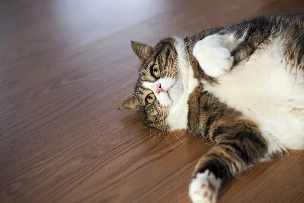 모피와 뚱뚱한 고양이 — 스톡 사진