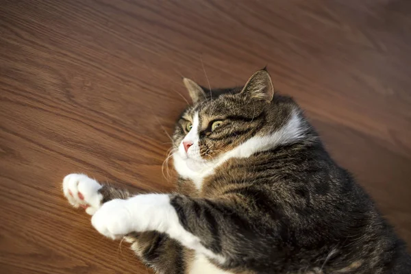 Gordo Gato Tabby Con Pieles Blancas Acostado Suelo Madera —  Fotos de Stock