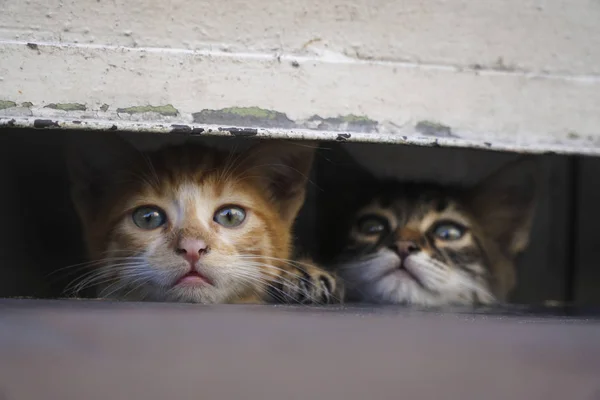 好奇心旺盛な小さな子猫が歩道に隠れている ストックフォト