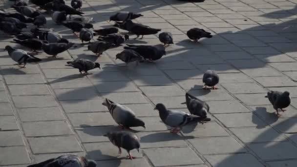 Pombos Sombras Câmera Lenta — Vídeo de Stock