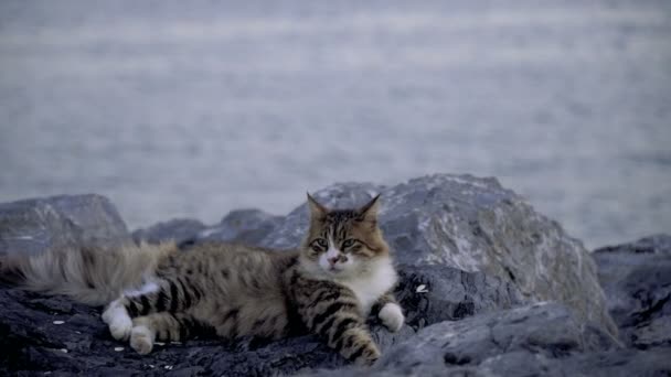 Piękny Tabby Kot Jest Ustanawiające Skały Nad Morzem Stambule Moda — Wideo stockowe