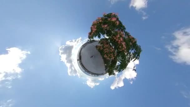 Pequeñas Flores Del Planeta Árbol Mimosa Chocolate Verano Como 360 — Vídeo de stock