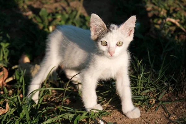 Pequeño Gatito Blanco Está Mirando Cámara Jardín —  Fotos de Stock